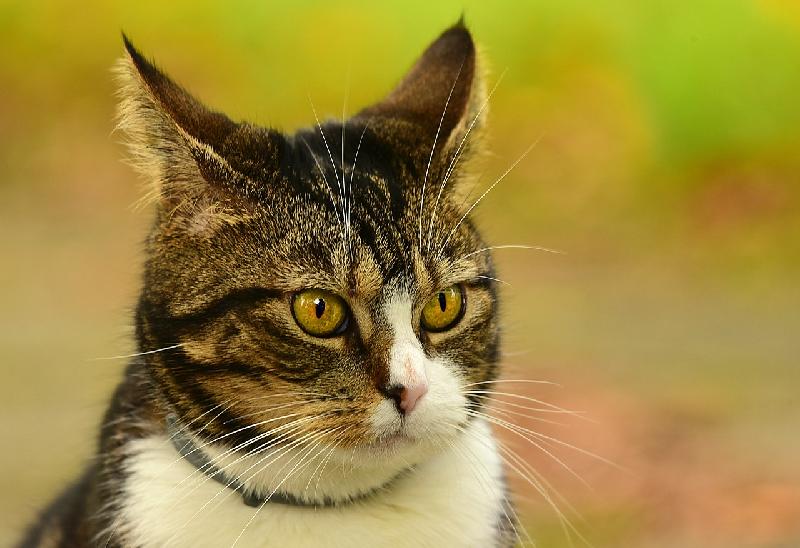 Фото - Звуки отпугивающие кошек, слушать и скачать