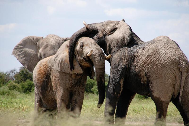 Фото - Звуки слона, слушать и скачать