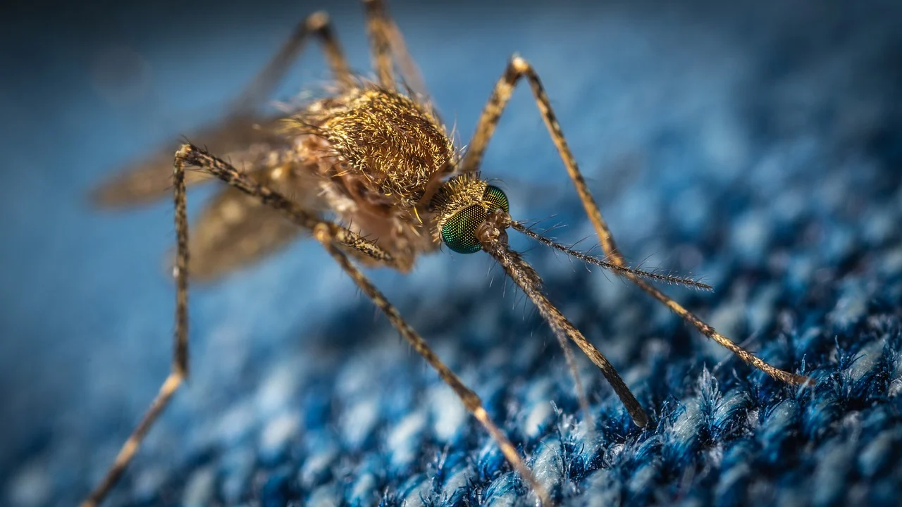 Фото - Звуки отпугивающие комаров