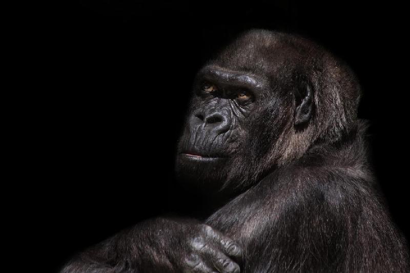 Фото - Звуки гориллы, слушать и скачать