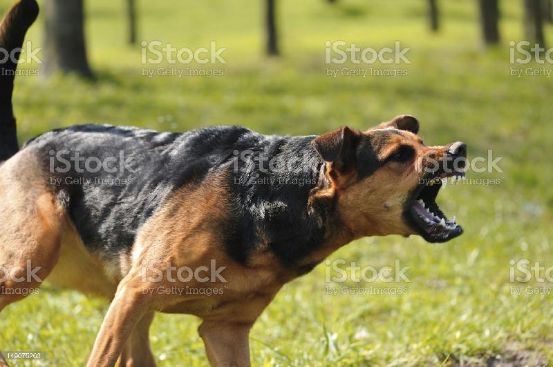 Фото - Звуки лая злой собаки
