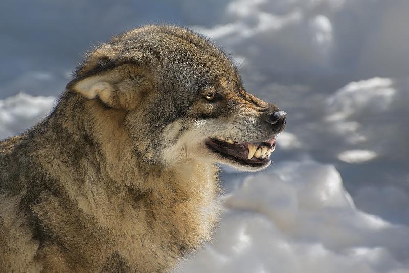 Фото - Звуки волка, слушать и скачать