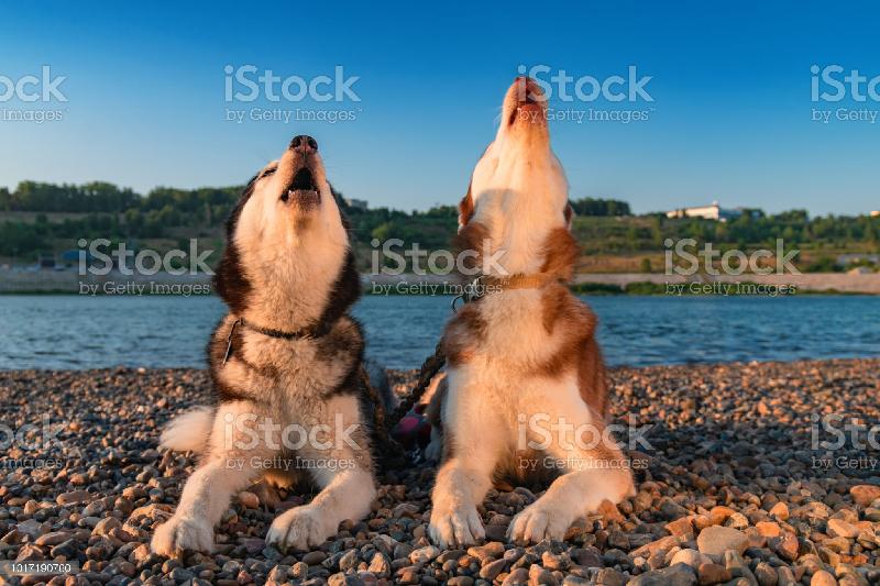 Фото - Звуки воя собак, слушать и скачать