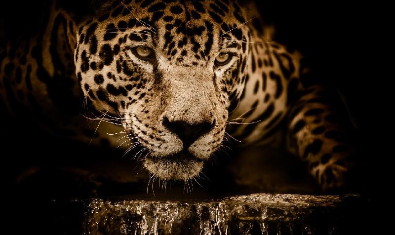 Фото - Звуки ягуара, слушать и скачать