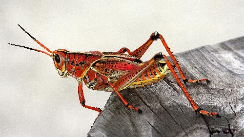 Иллюстрация рубрики: Звуки насекомых