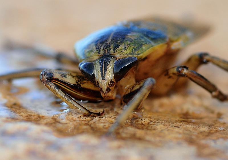 Фото - Звуки для отпугивания тараканов
