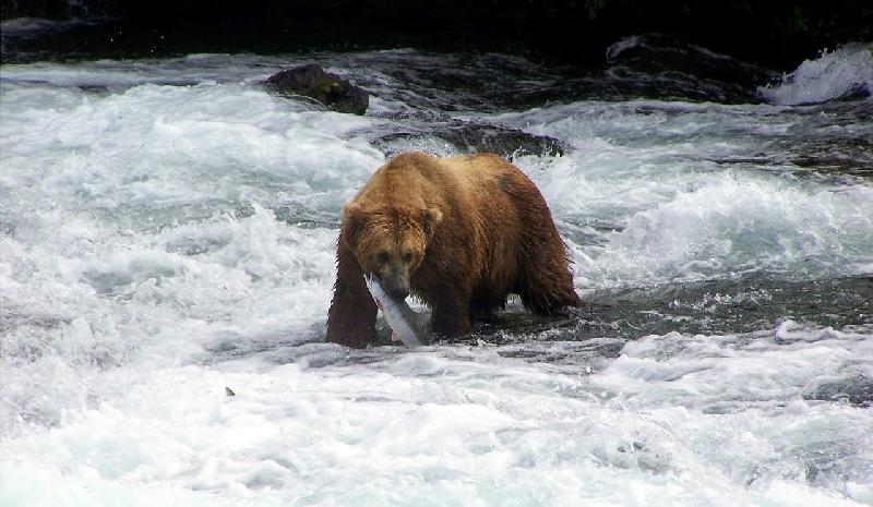 Фото - Звуки медведя гризли, слушать и скачать