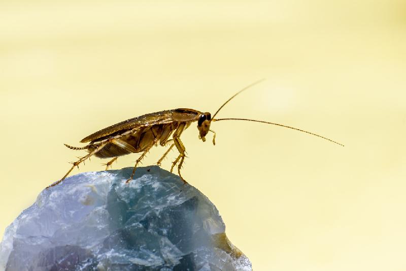 Фото - Звуки тараканов, слушать и скачать