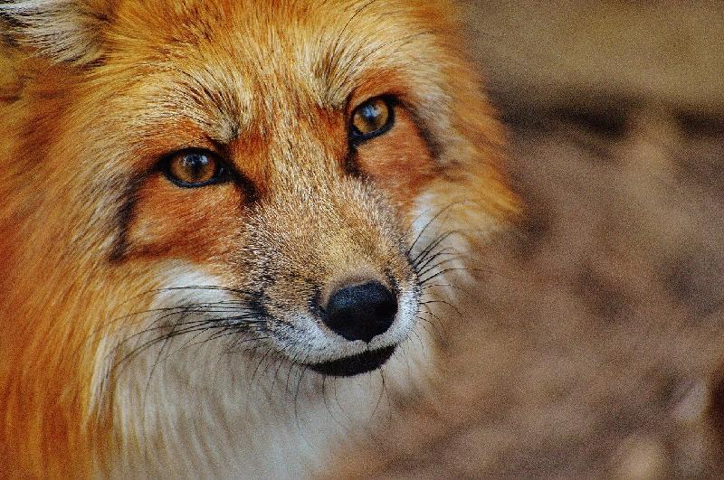 Фото - Звуки лисы, слушать и скачать