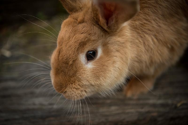 Фото - Звуки кроликов, слушать и скачать
