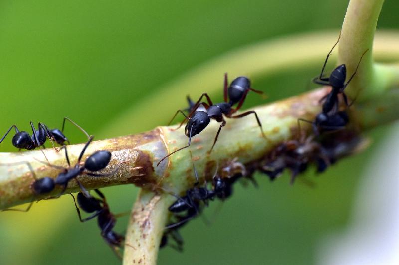 Прослушать: Звуки муравьёв, слушать и скачать