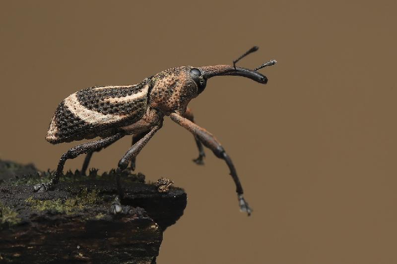 Фото - Звуки разных жуков, слушать и скачать