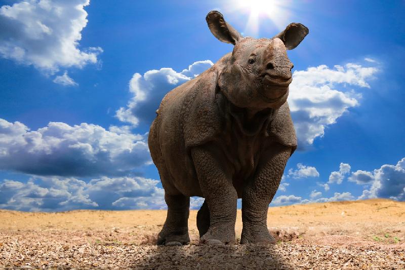 Иллюстрация рубрики: Звуки носорога
