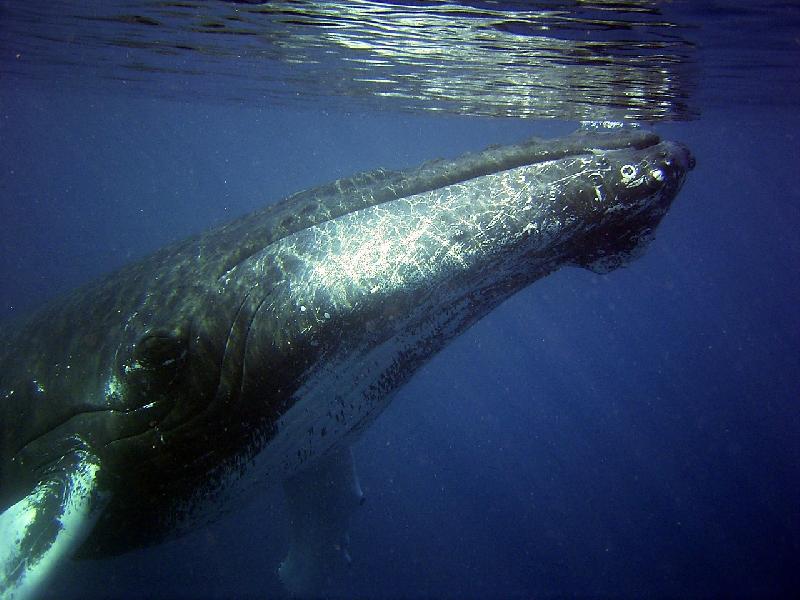 Прослушать: Звуки китов, слушать и скачать