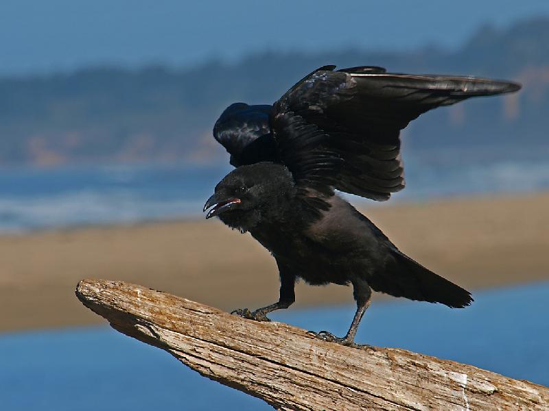 Фото - Скачать звуки ворона а потом слушать онлайн