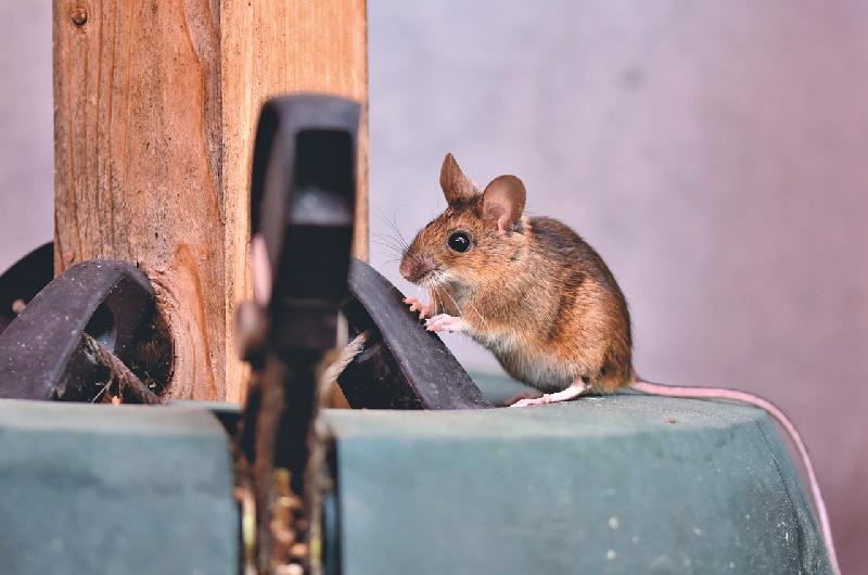 Фото - Звуки мышей скачать